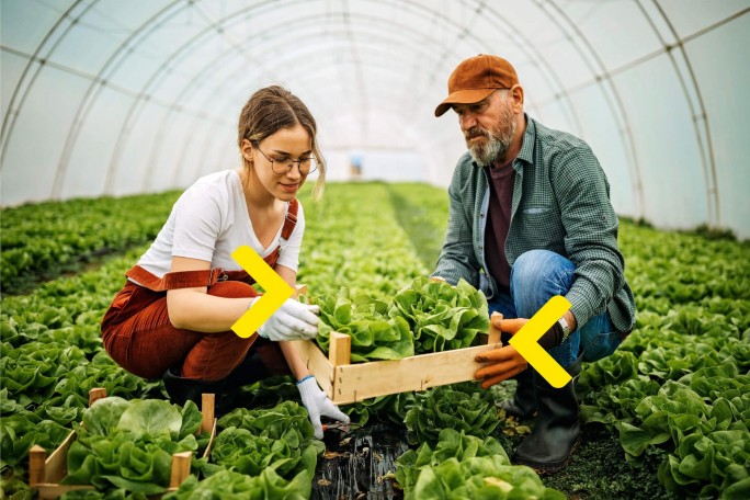 Uspešno poljoprivredno gazdinstvo u plasteniku nakon što im je kredit za obrtna sredstva omogućio nabavku semena, i djubriva 
