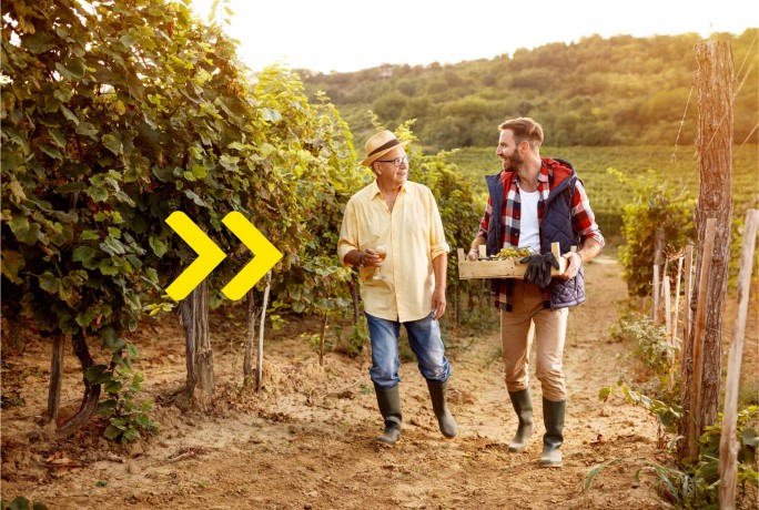 Uspešna berba u porodičnom vinogradu, rezultat efikasnog upravljanja finansijama uz tekući račun za poljoprivredna gazdinstva.