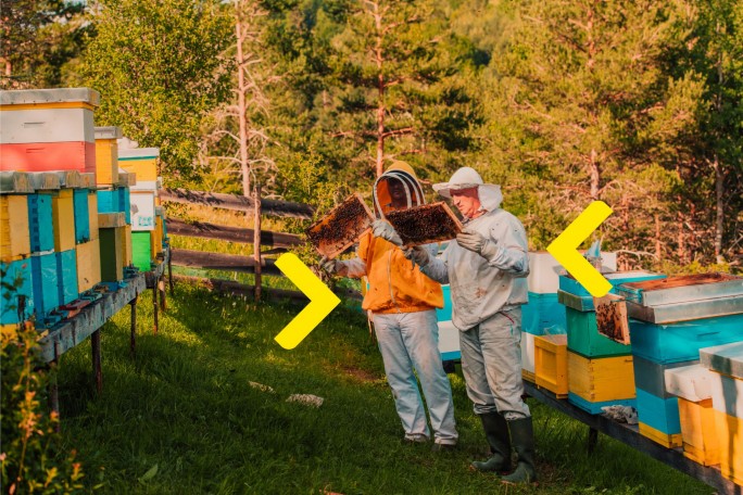 Beekeepers at an apiary planning to scale their honey production using affordable credit lines for small businesses and agricultural producers